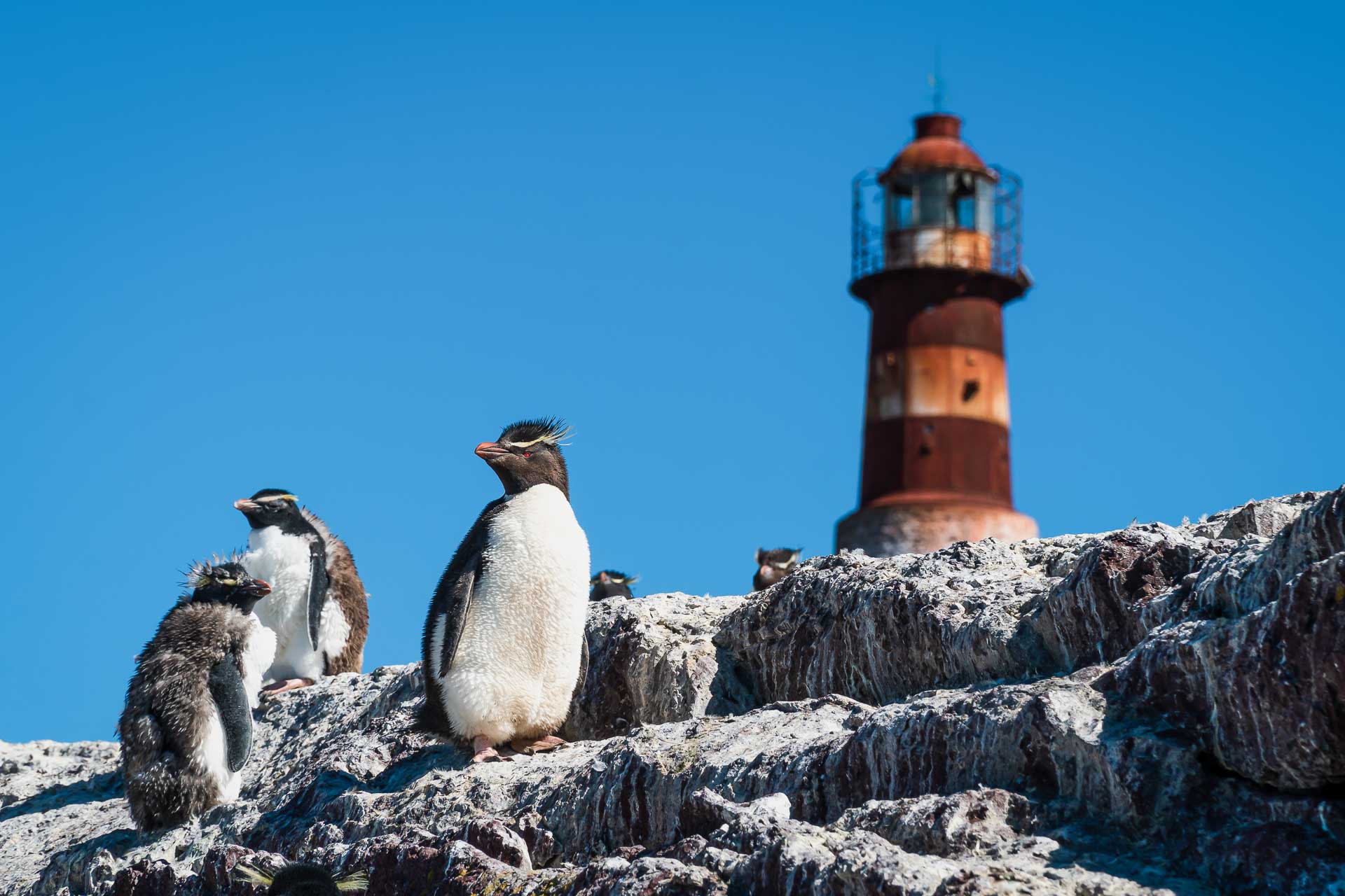 Viaje a la región patagónica que deslumbró a Charles Darwin por los paisajes y la fauna