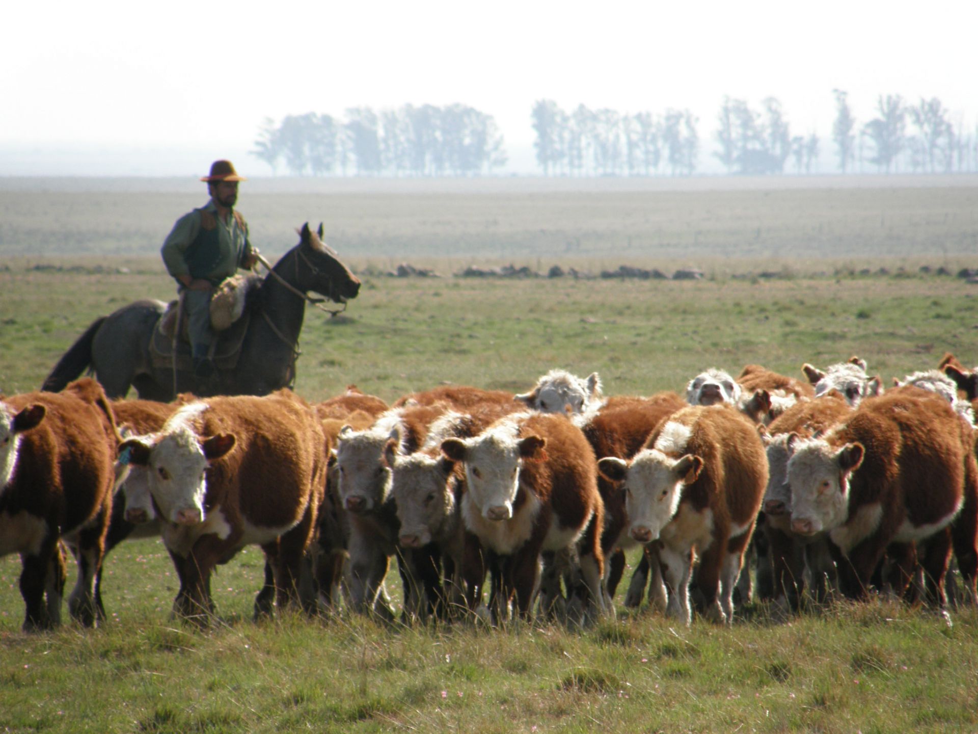 Crece el financiamiento en el agro: la ganadería casi duplica su deuda anual