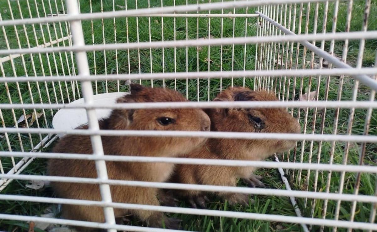 Encontraron dos crías de carpincho en una casa donde vendían “milanesas de capibara”
