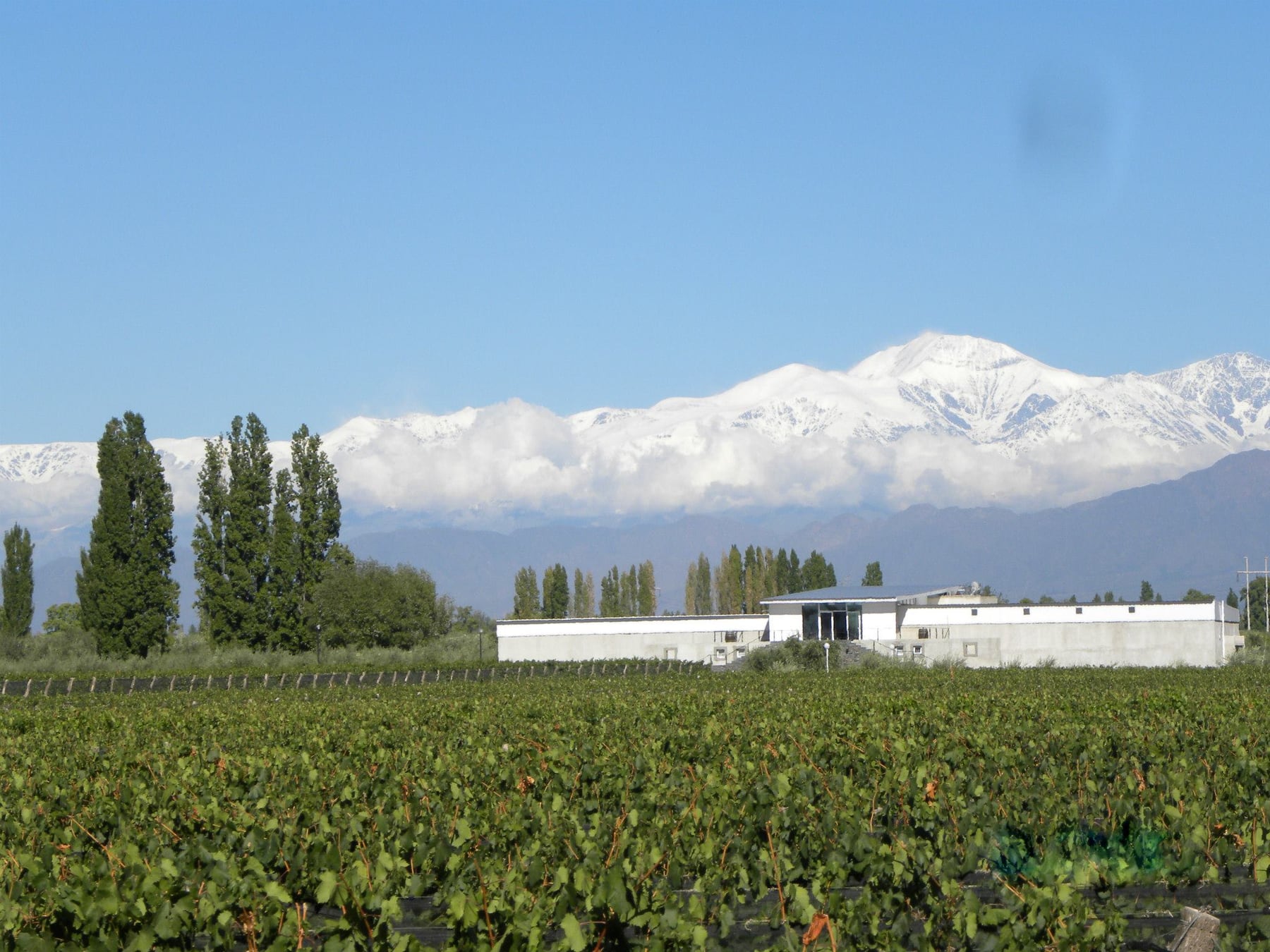 Chacras de Coria: el pueblo mendocino que ya no se atraviesa, se visita