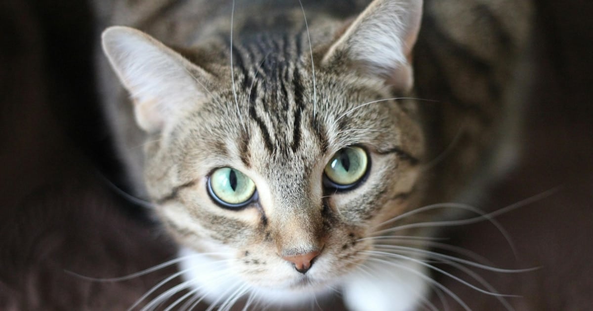 El gato que duerme en la cama puede traer un parásito con apellido zoonótico: qué dice el nuevo estudio
