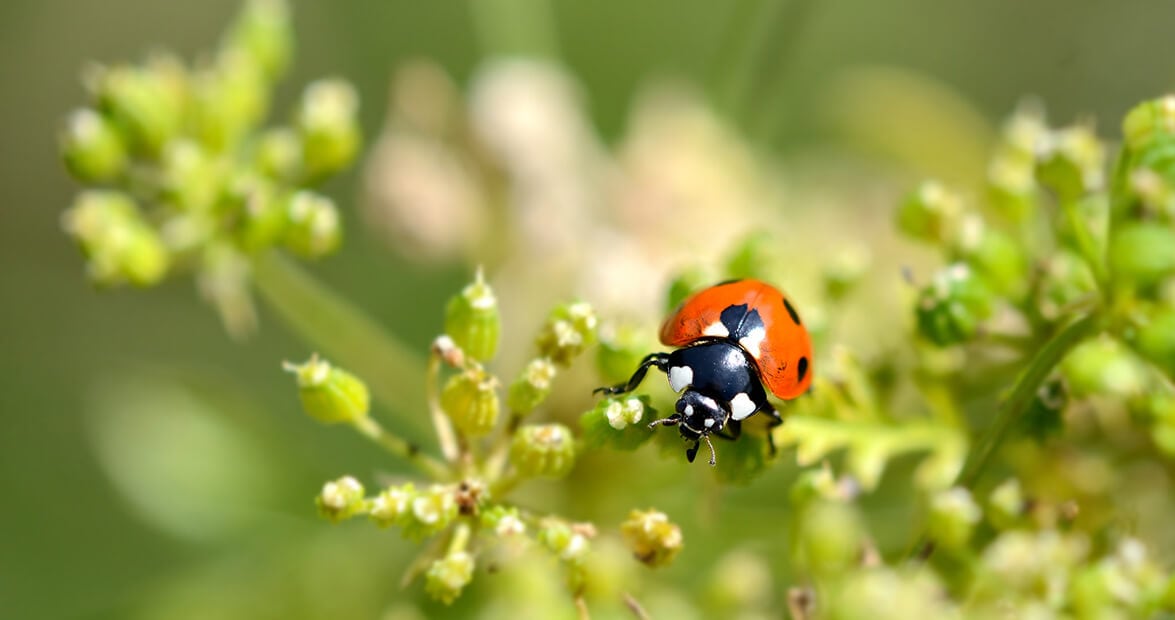De la huerta al rociador: las recetas caseras que el INTA recomienda para defender el jardín sin químicos