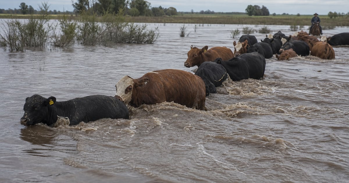 La bajante estructural de la oferta ganadera enciende una alerta sostenida sobre el precio de la carne