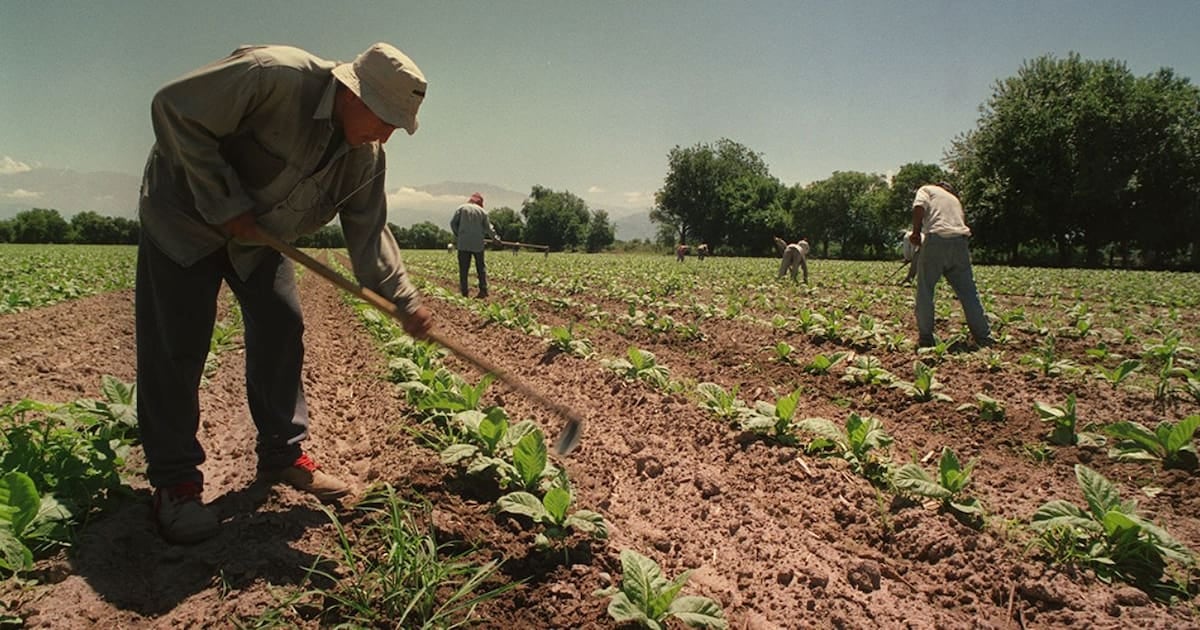 Asignaciones familiares rurales: el piso equivalente a la AUH se prorroga por doce meses más